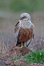 Saz delicesi / Circus aeruginosus / Western marsh-harrier 